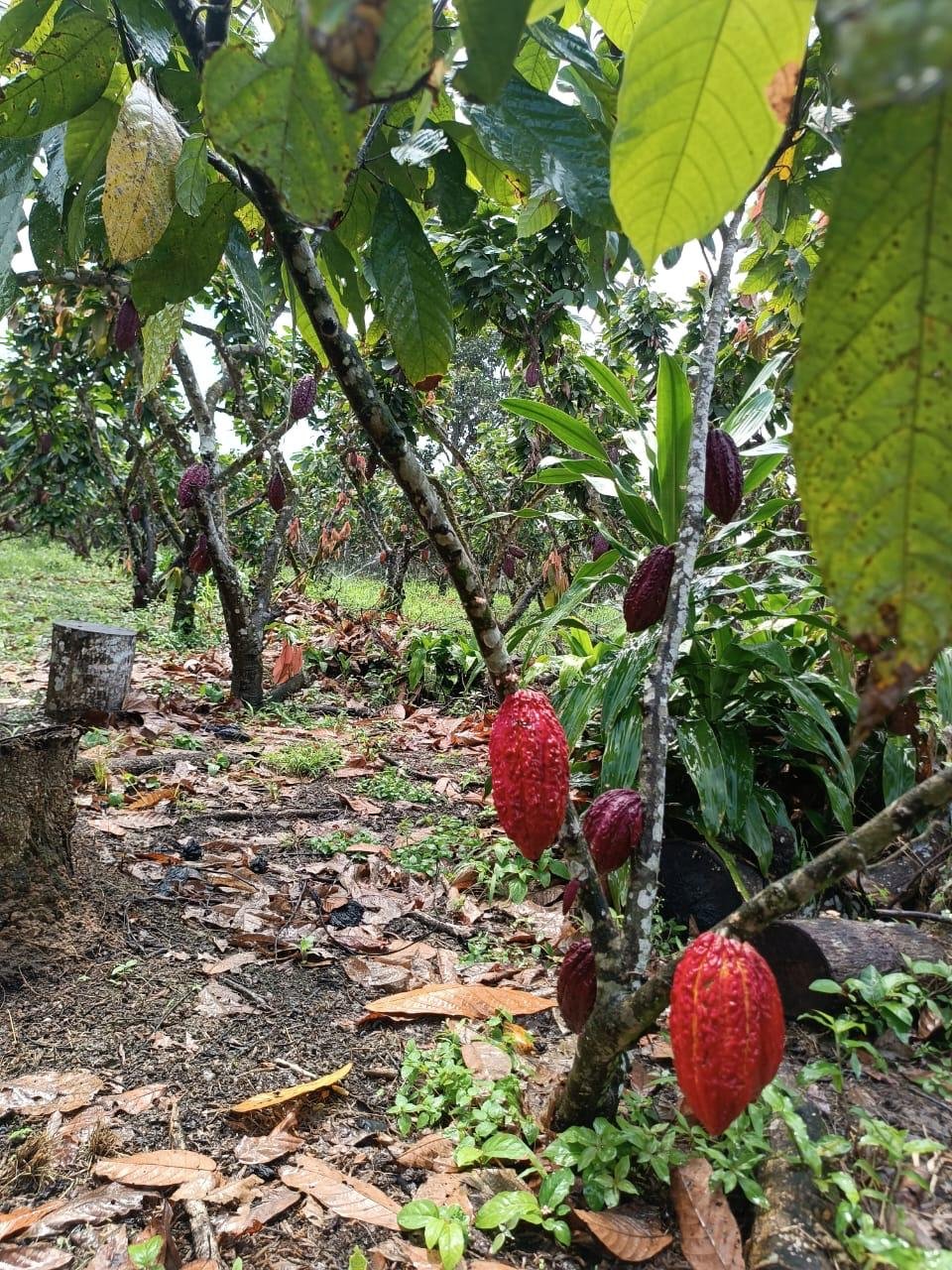 Finca Los Mera - Imagen 5